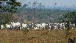 Desmatamento na Amazônia cai 62,2%, aponta MapBiomas