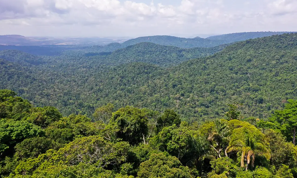 Amazônia: projeto de senador bolsonarista amplia desmatamento