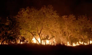 Roraima puxa recorde de queimadas no país em quatro meses desde 1999